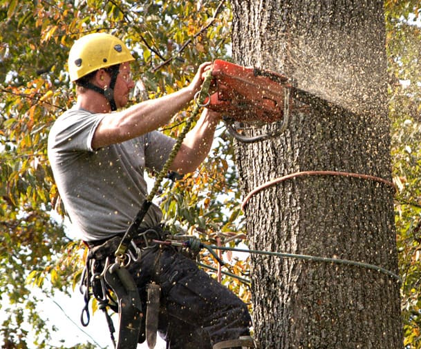 Greenlight Tree Service Greenlight Tree Service