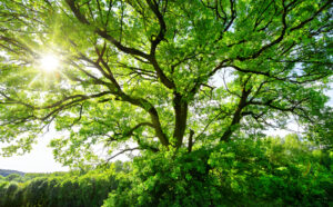 The Sun Brightly Shines Through The Crooked Branches Of A Tree