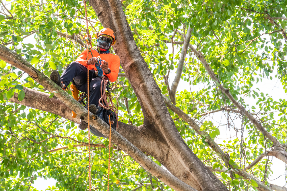 tree pruning in suffolk county