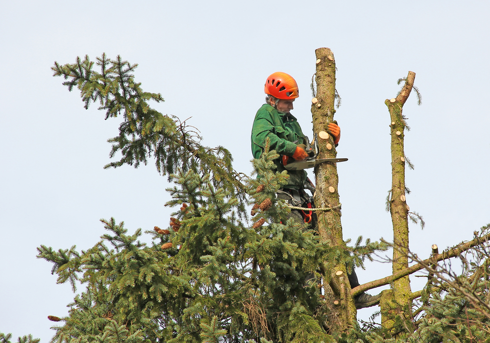 tree service suffolk county, ny