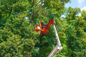 tree service nassau county