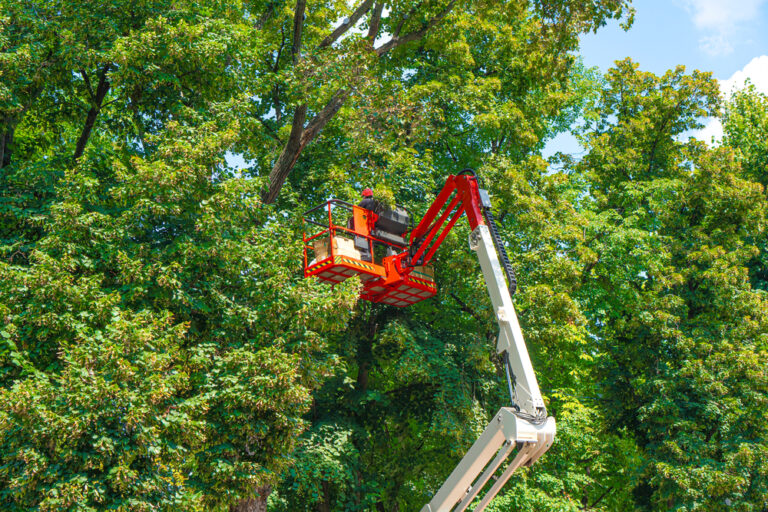tree pruning suffolk county, ny