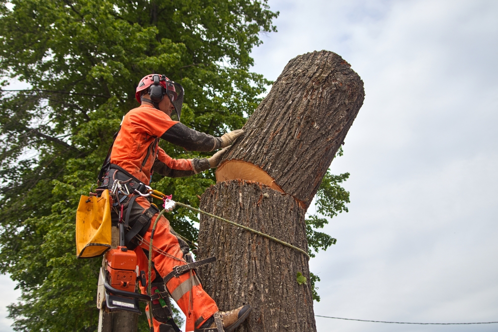 tree removal long island