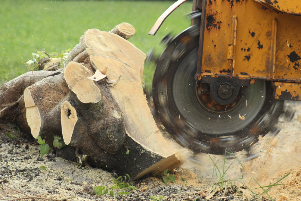 A close-up of a large tree stump being ground down by a yellow stump grinder, showcasing expert Tree Removal Long Island services. The grinder's circular blade is in motion, producing sawdust as it cuts into the wood. The surrounding grassy area is sprinkled with wood chips.