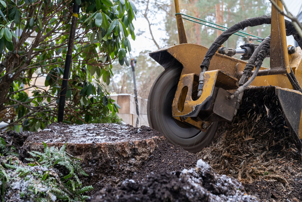 A close-up of a stump grinder machine in action, grinding down a tree stump. The background includes greenery and trees, with some sawdust and wood chips scattered on the ground around the stump. The machine is yellow and appears to be in an outdoor, wooded area, perfect for Stump Removal Long Island needs.