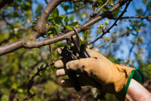 tree pruning nassau county