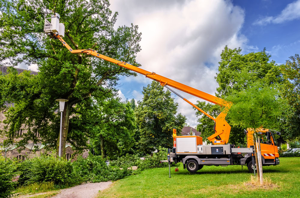 A bright orange cherry picker truck with an extended arm lifts a worker in a basket to trim branches of a large tree in a park. The vehicle, part of Tree Trimming Long Island services, is parked on green grass under a partly cloudy sky. Trimmed branches lie on the ground nearby.