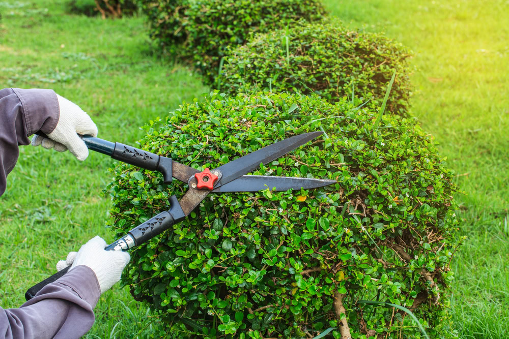 Hands wearing white gloves are trimming a spherical bush with large garden shears in a green grassy area. Sunlight is visible in the background, casting a warm glow over the scene, resembling a serene moment of tree pruning on Long Island.